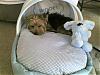 Wookie's New Louis Dog Bed-wookie_bed_1.jpg