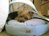 Wookie's New Louis Dog Bed-wookie_bed_4.jpg