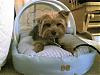 Wookie's New Louis Dog Bed-wookie_bed_5.jpg