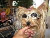 Doggels (glasses)-first-glasses.jpg