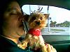 Drive back home from the groomers-image000.jpg