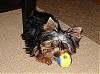New camera = PICTURE TIME!!!-ruthiewithball3.jpg