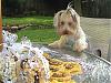 KC's birthday biscuit-whatrulookinat-2-.jpg