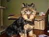 New Yorkie Baby....meet Bear-bear-009-600-x-450-.jpg