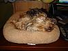 Little Sleeping Beauty Snoring...-bear-018-600-x-450-.jpg