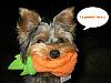 Stedman is a little Halloween SNEAK!-steddyweddy4.jpg