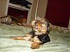 New Yorkie Baby....meet Bear-bear-024-600-x-450-.jpg