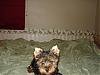New Yorkie Baby....meet Bear-bear-025-600-x-450-.jpg