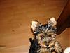 New Yorkie Baby....meet Bear-bear-021-600-x-450-.jpg