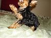 New Yorkie Baby....meet Bear-bear-023-600-x-450-.jpg