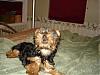 New Yorkie Baby....meet Bear-bear-027-600-x-450-.jpg