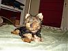 New Yorkie Baby....meet Bear-bear-028-600-x-450-.jpg