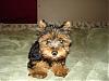 New Yorkie Baby....meet Bear-bear-033-600-x-450-.jpg