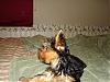 New Yorkie Baby....meet Bear-bear-035-600-x-450-.jpg