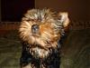 New Yorkie Baby....meet Bear-bear-034-600-x-450-.jpg
