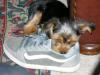 Yorkies and shoes???-toby-shoe1.jpg
