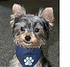 New to Yorkie Talk-untitled.jpg
