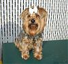 Best Pictures Ever I Have The Prettiest Yorkie Ever !!-browniesmall1.jpg