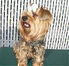 Best Pictures Ever I Have The Prettiest Yorkie Ever !!-browniesmall2.jpg