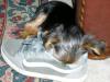 Yorkies and shoes???-toby-shoe-2.jpg