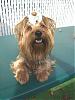 Best Pictures Ever I Have The Prettiest Yorkie Ever !!-browniesmall42.jpg
