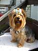 Best Pictures Ever I Have The Prettiest Yorkie Ever !!-browniesmall325.jpg