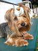 Best Pictures Ever I Have The Prettiest Yorkie Ever !!-small338.jpg