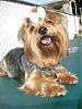 Best Pictures Ever I Have The Prettiest Yorkie Ever !!-small339.jpg