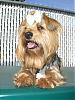 Best Pictures Ever I Have The Prettiest Yorkie Ever !!-smallg2336.jpg