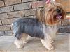 My Yorkie Went to the groomer and came back a ....-chizzie-schnauser-cut.jpg
