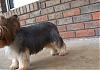 My Yorkie Went to the groomer and came back a ....-chizzieschnauzer1.jpg