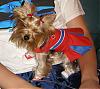 Texas Ranger's #1 CUTEST Fan!!!!-ranger-fan2.jpg