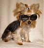 Kathryn V- This is for you!-chloe-black-doggles.jpg