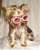 Kathryn V- This is for you!-chloepinkdoggles.jpg