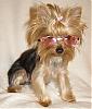 Kathryn V- This is for you!-chloe-pink-doggles-sun.jpg