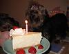 Today is Paddington's BIRTHDAY!!!-b-daycake-5.jpg