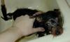 Bath Pictures!-puppybath.jpg