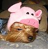 My little Piglets :)-pigchloe.jpg