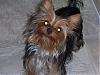 hubby and yorkies-demondog.jpg