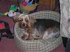 Pictures of the dogs!-dogs-002.jpg