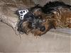 Pictures of the dogs!-dogs-003.jpg