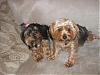 Pictures of the dogs!-dogs-007.jpg