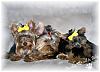 Our Yorkie Gang!!!-pbrhappyfamec.jpg