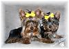 Our Yorkie Gang!!!-p-byellowec.jpg
