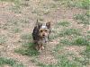 Shylah is growing, updated pics.-starsky-pup-051.jpg