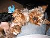 Hootie & Hobbs-hobbs-sleeping.jpg