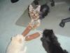 Pictures of Oreo, Ginger & Cloey-kiddies1.jpg