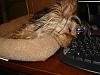 What Does Your Yorkie Do When You Are On Yt??-bear-600-x-450-.jpg