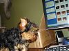 What Does Your Yorkie Do When You Are On Yt??-bear-005-600-x-450-.jpg