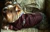 Topher's new fall jacket-tophjacketclose1.jpg